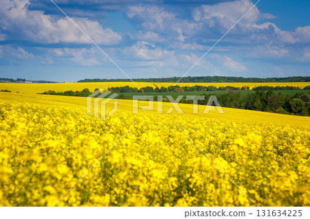 Yellow rapes field 131634225