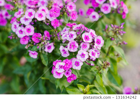 Classic Cassis phlox blooming in garden 131634242