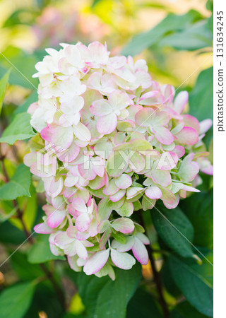 Hydrangea Paniculata Bonfire Beginning to Turn Pink Hydrangea Paniculata Bonfire Beginning to Turn Pink 131634245