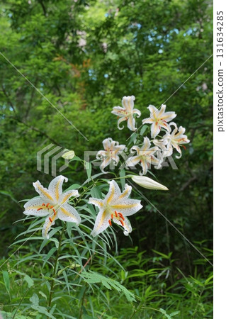 盛開在明亮森林中的白百合 Ver.3 131634285