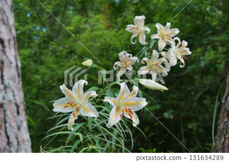 盛開在明亮森林中的白百合 Ver.1 131634289