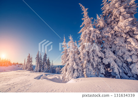 beautiful winter trees 131634339