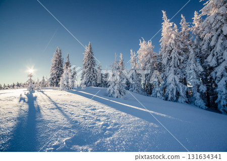 beautiful winter trees 131634341
