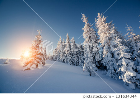 beautiful winter trees 131634344