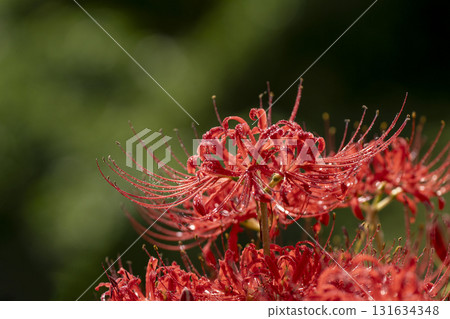 日本秋季田野中的紅花石蒜特寫 131634348