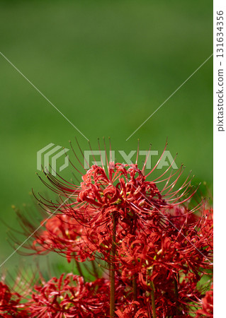 Close-up of red spider lilies in an autumn field in Japan 131634356