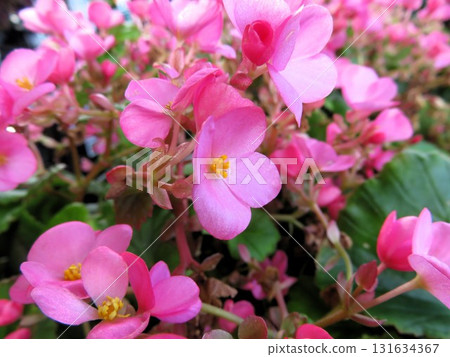 Begonia Love Me 131634367