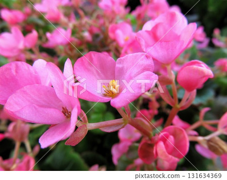 Begonia Love Me 131634369
