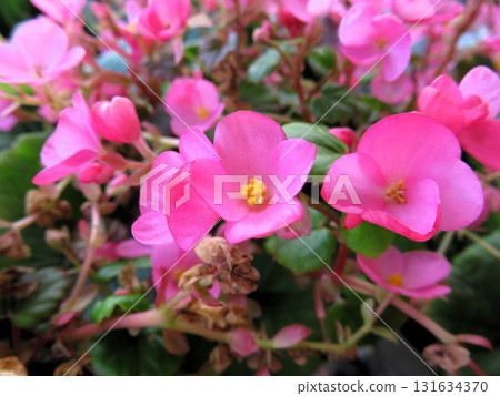 Begonia Love Me 131634370