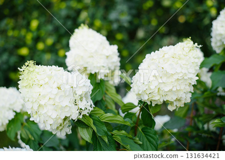 Elegant Polar Bear Hydrangea Bloom With Fine Texture 131634421