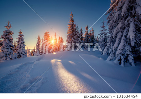 beautiful winter trees beautiful winter trees 131634454