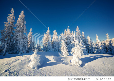 beautiful winter trees 131634456