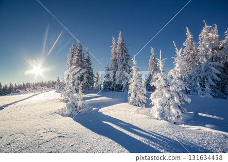 beautiful winter trees beautiful winter trees 131634458