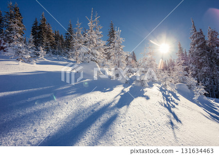 beautiful winter trees 131634463