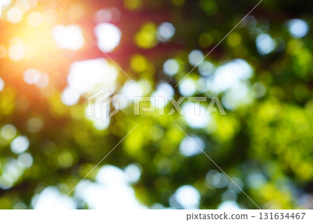 An abstract out-of-focus background with blurred green tree branches, backlit by yellow light creating a red cast on a sunny day. A blank background with a bokeh effect, soft focus, and out-of-focus An abstract out-of-focus background with blurred green tree branches, backlit by yellow light creating a red cast on a sunny day. A blank background with a bokeh effect, soft focus, and out-of-focus 131634467