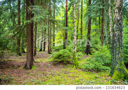 Dense pine forest in Czech Republic with mossy ground, tree trunks and rich natural vegetation. Peaceful woodland landscape reflecting sustainable lifestyle and eco travel in nature. 131634623