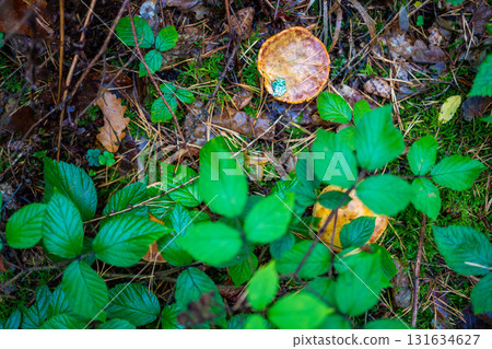 Orange-brown wild mushroom growing among pine needles and forest moss in a Czech woodland. Concept of seasonal foraging, hidden treasures and natural biodiversity on the forest floor. 131634627