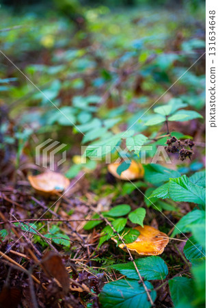 Orange-brown wild mushroom growing among pine needles and forest moss in a Czech woodland. Concept of seasonal foraging, hidden treasures and natural biodiversity on the forest floor. Orange-brown wild mushroom growing among pine needles and forest moss in a Czech woodland. Concept of seasonal foraging, hidden treasures and natural biodiversity on the forest floor. 131634648