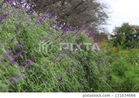秋季公園盛開的紫色鼠尾草花 秋季公園盛開的紫色鼠尾草花 131634666