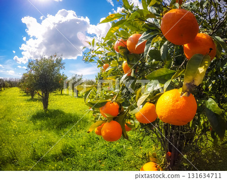 the orange garden the orange garden 131634711