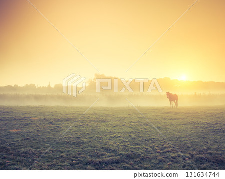 horses grazing on pasture horses grazing on pasture 131634744
