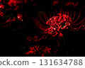 Close-up of spider lilies floating in the darkness 131634788
