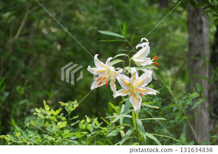 White mountain lilies blooming in three directions Ver.3 White mountain lilies blooming in three directions Ver.3 131634836