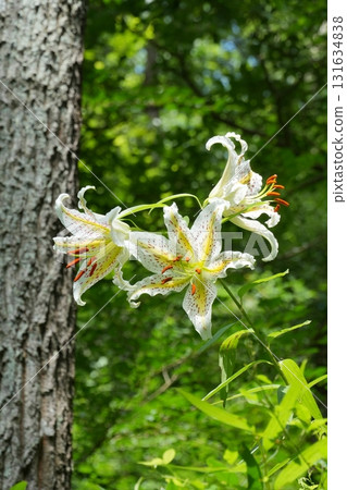 三面盛開的白色山百合 Ver.5 131634838