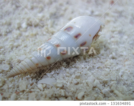 Sea side background with white long shell on sand, Selective focus. 131634891
