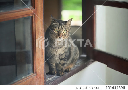 Adorable domestic cat resting on a windowsill, gazing curiously through the open window in a cozy home 131634896