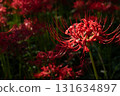 Cluster amaryllis illuminated by autumn sunlight 131634897