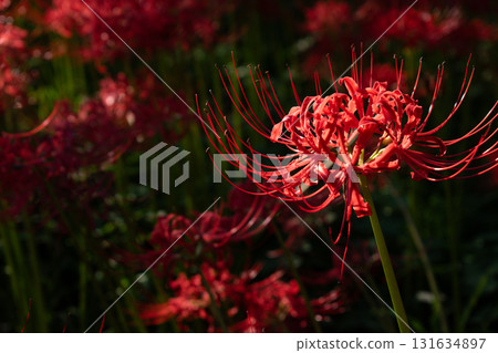 秋日陽光照射下的石蒜花 秋日陽光照射下的石蒜花 131634897