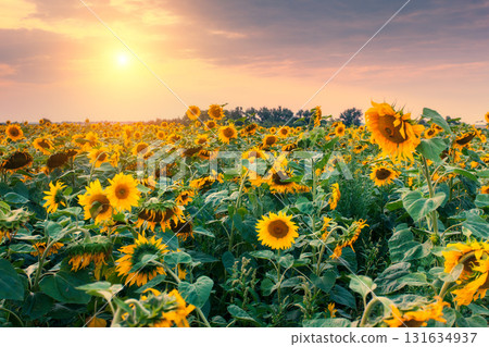 view of sunflower field 131634937