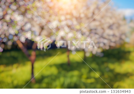 Natural blurred background Natural blurred background 131634943