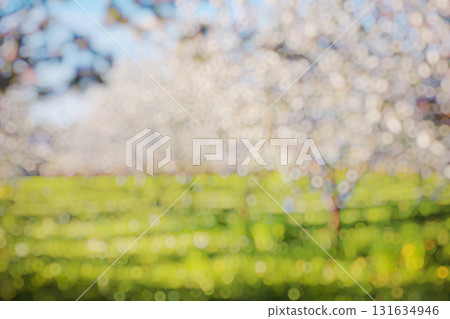Natural blurred background Natural blurred background 131634946