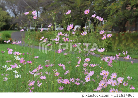 秋天公園裡盛開的粉紅色宇宙花 131634965