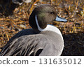 Close-up of a Northern Pintail resting by the water 131635012