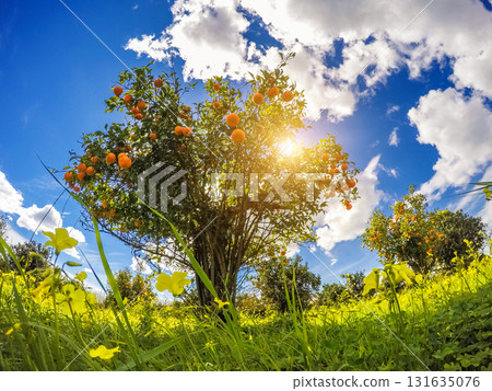 the orange garden the orange garden 131635076