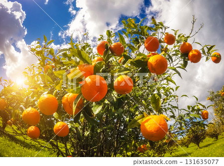 the orange garden 131635077