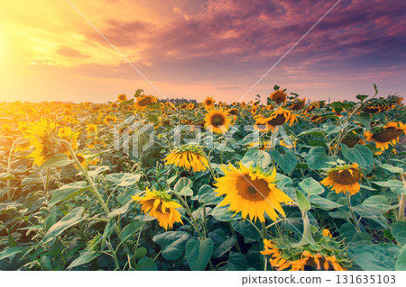 view of sunflower field view of sunflower field 131635103