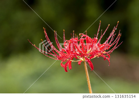雨後秋日田野中，紅花蜘蛛百合被水滴覆蓋 131635154