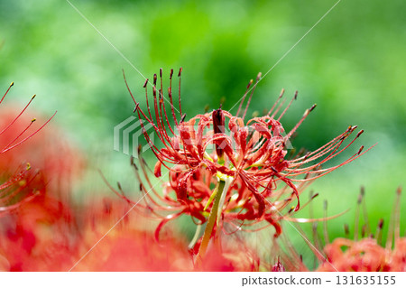 雨後秋日田野中,紅花蜘蛛百合被水滴覆蓋 雨後秋日田野中,紅花蜘蛛百合被水滴覆蓋 131635155