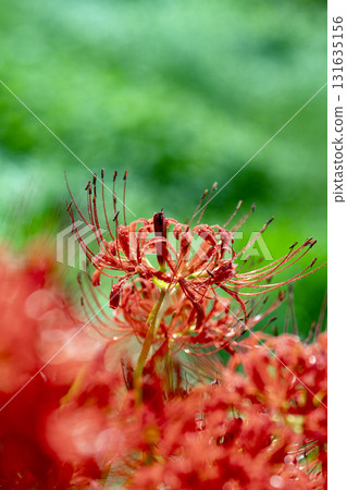 雨後秋日田野中，紅花蜘蛛百合被水滴覆蓋 131635156