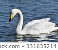 Close-up of a swan standing on blue water 131635214