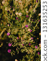 Purple thistle flowers are blooming, showcasing their vibrant color against backdrop of green foliage, creating natural tapestry of beauty and resilience. Purple thistles flowering in lush landscape 131635253