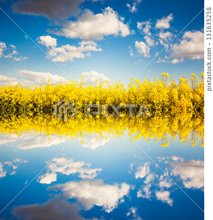 Yellow rapes flowers 131635258