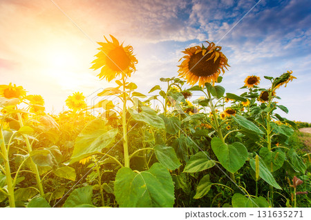 view of sunflower field 131635271