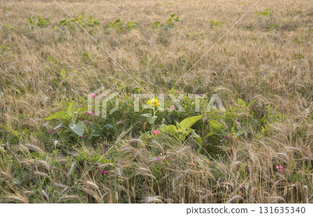 beautiful sunflower with delicate yellow petals among a field of ripening wheat beautiful sunflower with delicate yellow petals among a field of ripening wheat 131635340