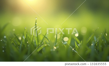 Dew Drops on Grass Macro Background 131635555