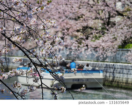 大橫川沿岸的櫻花(東京都江東區) 大橫川沿岸的櫻花(東京都江東區) 131635649